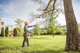 How Our Tree Care Process Works  in  Green Village, NJ