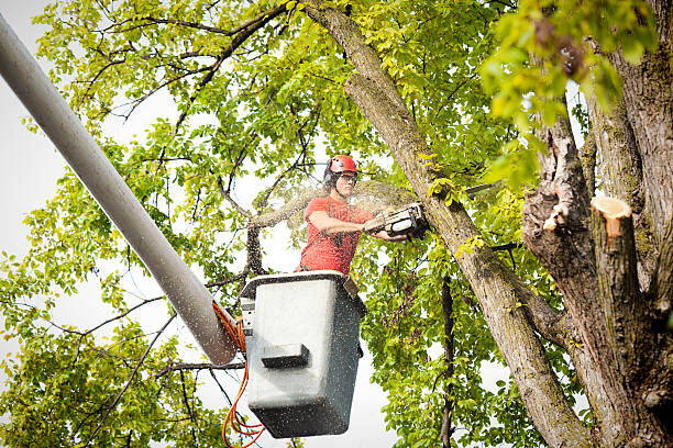 Best Hedge Trimming  in Green Village, NJ